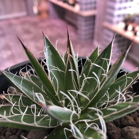 agave    filifera   schigigera  var. white stripe