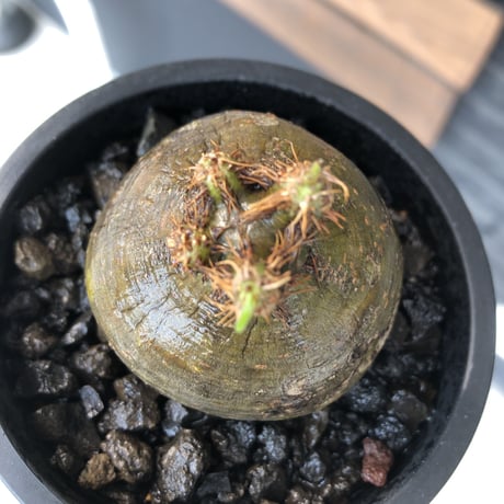 pachypodium  gracilius《大きめS size》激希少‼︎極短枝株※現地球発根後店主国内管理2年株※激短枝低重心&ぼってり樹形の特化した一株※mad black pot植え