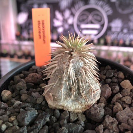 packypodium  eburneum《S size》※現地球発根済株※とてもかわいいサイズ感でありながら、やはり現地球株の装い‼︎※mad  black  bowl pot植え