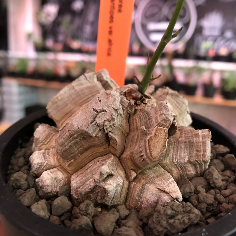 dioscorea elephantipes アフリカ亀甲竜《M size》※今後輸入が