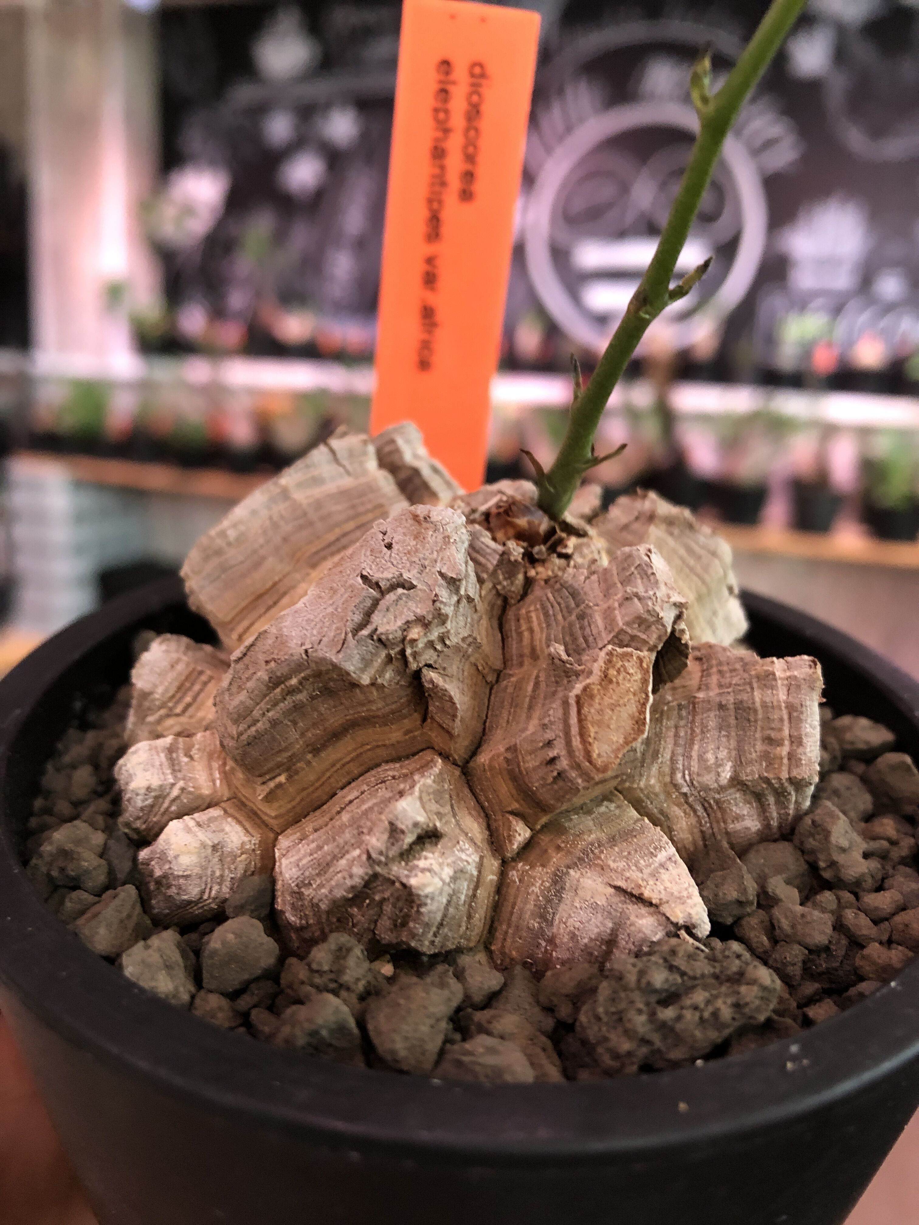 dioscorea elephantipes アフリカ亀甲竜《M size》※今後輸入が厳しい