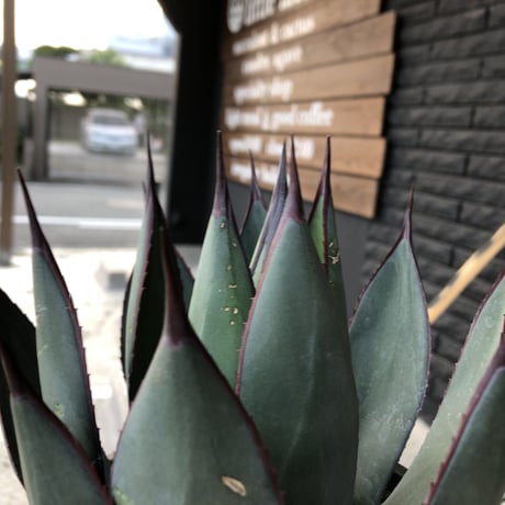agave   blue ember《M size》