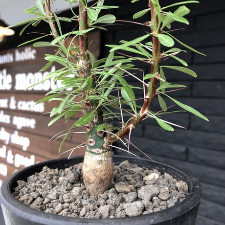 fouquieria  purpusii《大きめM size》希少大きめ株※現地球発根済株※株元大きめのbalance＆肌質＆特化した美しい柄‼︎オススメ株※mad black pot植え