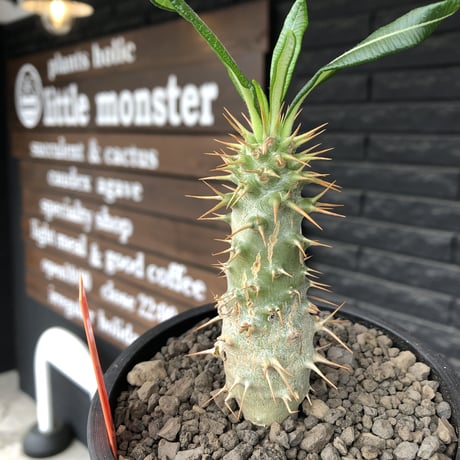 pachypodium  ambongense  littmon seed🌱《M size》希少種※実生でも流通少なき将来有望株‼︎激オススメ株※mad black pot植え