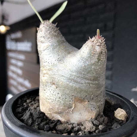 pachypodium gracilius《大きめS size》※極短枝ぼってり株※現地球発根後店主国内管理3年株※極めて短枝且つツルツル肌のぼってりトトロ樹形※mad black pot植え
