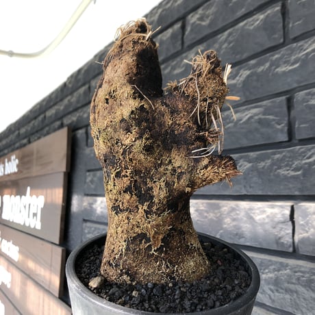 xerophyta trichophylla《S size》※現地球発根後店主国内管理2年株※驚愕強靭株※枝振り良くweightもlow‼︎かわいい小振りサイズ※mad black pot植え