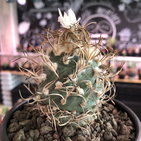 turbinicarpus 牙城丸《大きめL size》※現地球発根後店主国内管理18年株※希少‼︎長年育てたbig牙城丸‼︎藁の様な棘に美しい白花※mad black bowl pot植え