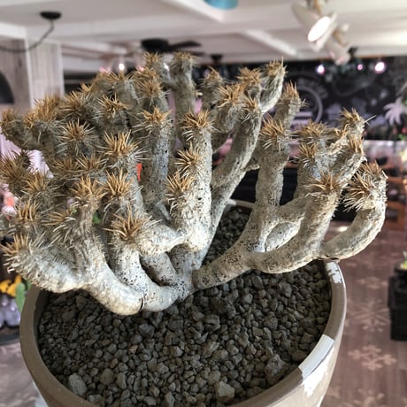 euphorbia guillauminiana《L size》極白肌株※現地球発根後店主国内管理6年株※堪らなく白蛇かの如く美しいギラウミ※mad brown marble bowl pot植え