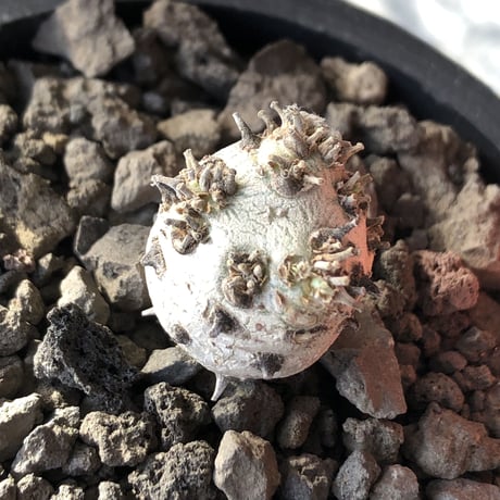 sarcocaulon peniculinum《S size》激希少種※現地球発根後店主国内管理5年株※堪らないほど極白の美しい一株※mad black pot植え
