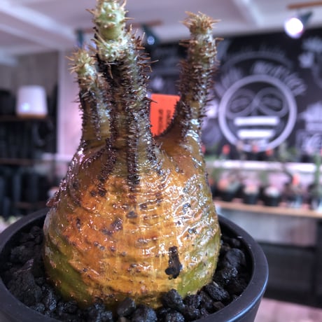 pachypodium  gracilius《M size》サビ加工的表皮※現地球発根済株※店主国内管理3年株※大変渋カッコ良く錆加工みたく荒い装い※mad black pot植え