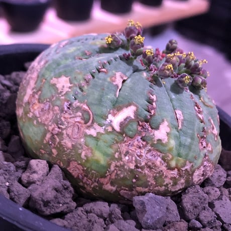 euphorbia  obesa《大きめM  size》※現地球発根済株※ちょうど良きサイズ感&一部木質化した味深きwildオベサ※mad black bowl pot植え
