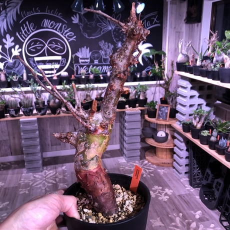 commiphora   orbicularis《 M  size》発根済み株！剪定済み‼︎※balance良きコミフォラ希少種‼︎赤肌オルビクラリス‼︎※激オススメ株‼︎※限定2株‼︎