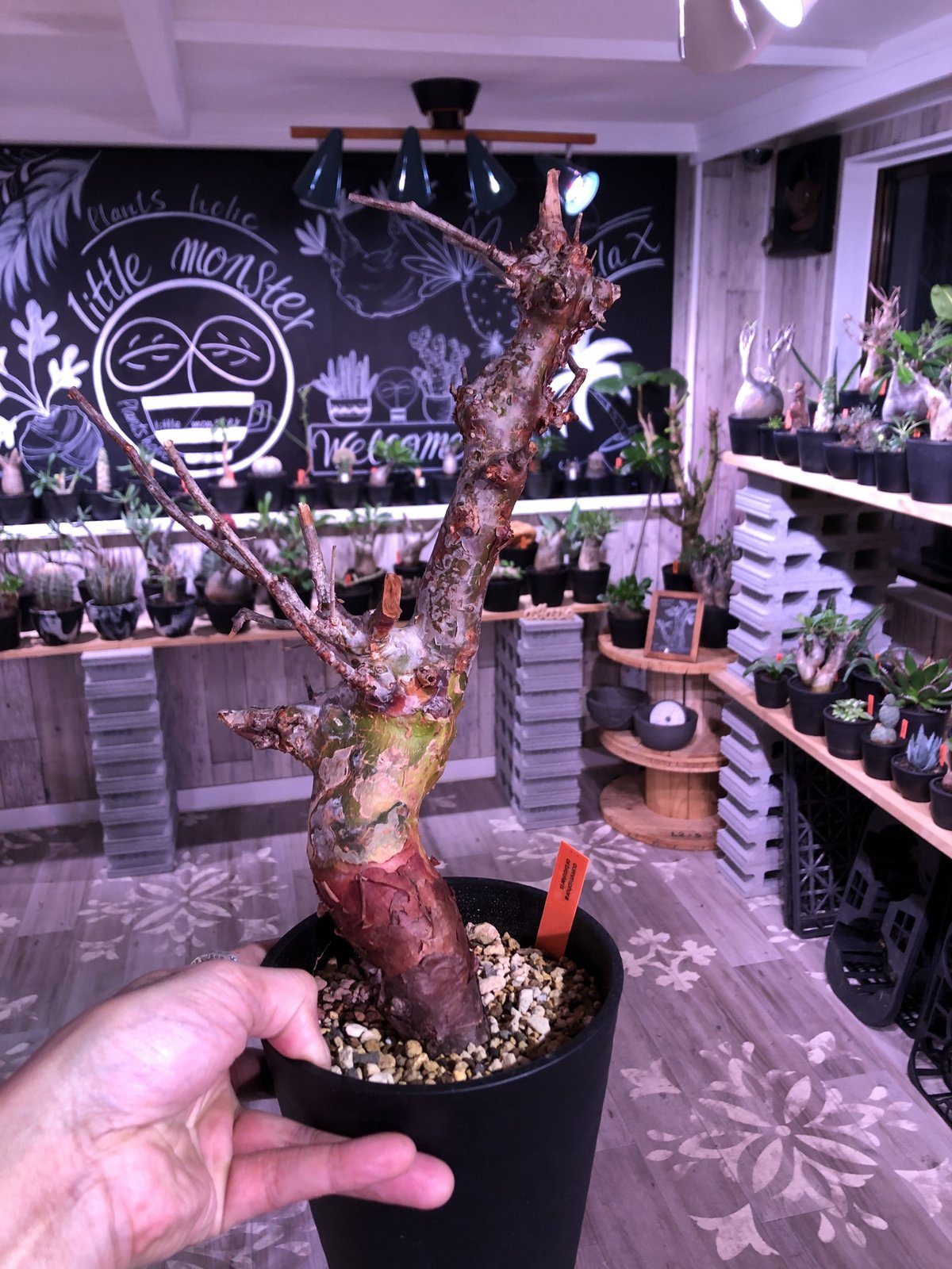 commiphora orbicularis《 M size》発根済み株!剪定済み‼︎※ commiphora orbicularis《 M size》発根済み株!剪定済み‼︎※