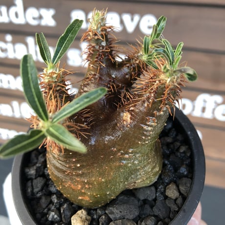 pachypodium  gracilius《大きめS size》激希少‼︎極green肌&赤棘※現地球発根済株※店主国内管理2年株※短枝ぼってり樹形＆枝振りも◎※mad black pot植え