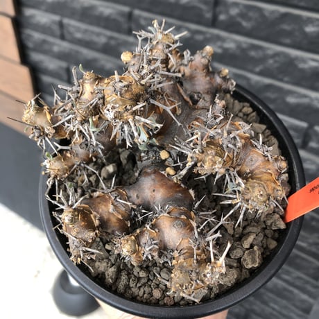 othonna  euphorbioides《L size》※現地球発根後店主国内管理4年株※weight低く低重心且つ枝振りも良き良樹形※mad black pot植え