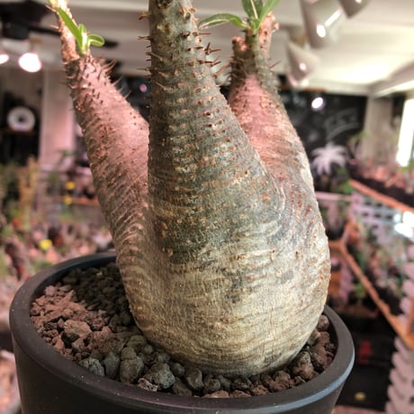 packypodium   makayense《M size》※現地球発根済株※店主国内管理2年株※手乗りサイズの丁度良きサイズ感‼︎立体的マカイらしい樹形‼︎※mad black pot植え