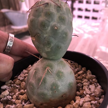 tephrocactus   geometricus《M size》