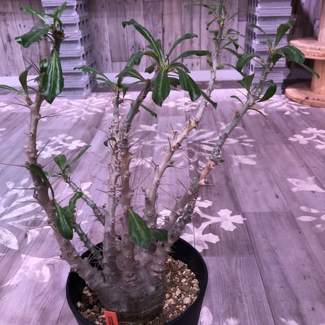 packypodium  saundersii《L L  size》発根済み株‼︎