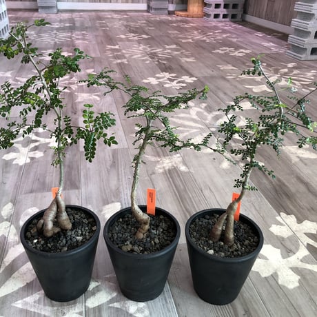 opercullicarya   decaryi  littmon  seed🌱  《4年株》mad  black  pot植え （限定3株）