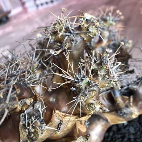 othonna  euphorbioides（L L  size）※店主5年管理株‼︎ 躍動感半端なき株‼︎　※mad black bowl pot植え