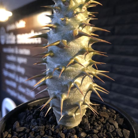 pachypodium  ambongense  littmon seed🌱《大きめM size》希少種※実生でも流通少なき将来有望ぼってり株※mad black pot植え
