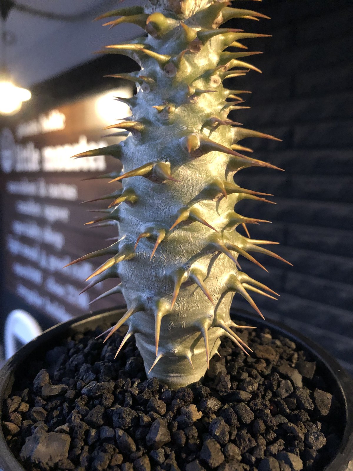 pachypodium ambongense littmon seed🌱《大きめM siz pachypodium ambongense littmon seed🌱《大きめM siz