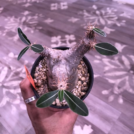packypodium    cactipes《S size》発根済み株‼︎
