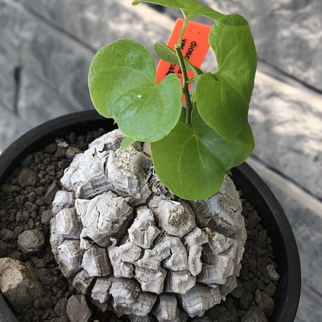 dioscorea elephantipes アフリカ亀甲竜《M size》※現地球発根後店主国内管理5年株※美しすぎる特化した白肌に彫深き立体樹形が堪らない※mad black pot植え