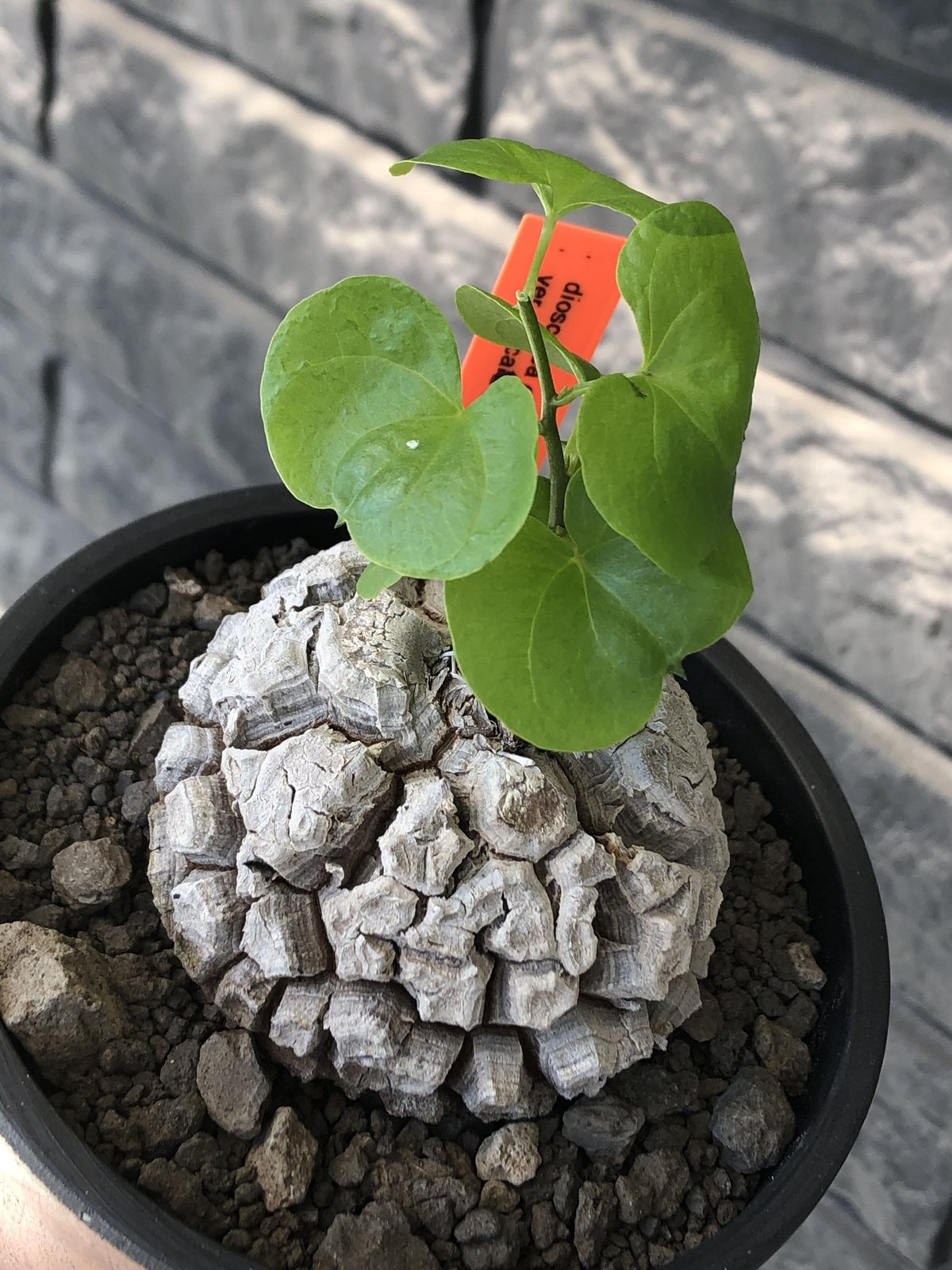 dioscorea elephantipes アフリカ亀甲竜《M size》※現地球発根後 dioscorea elephantipes アフリカ亀甲竜《M size》※現地球発根後