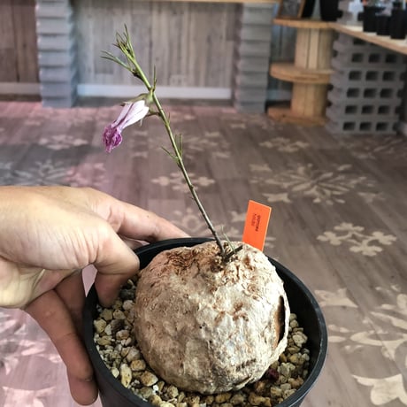 ipomoea  holubii《L size》極美球体‼︎