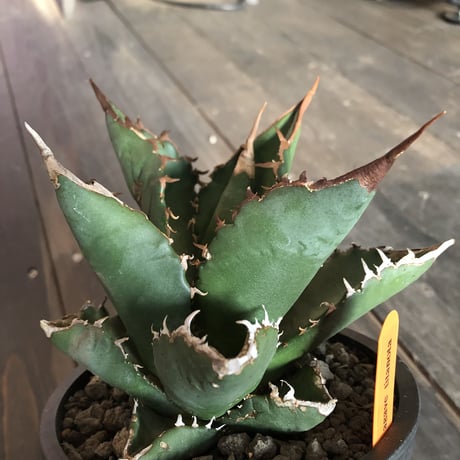 agave   titanota《M size》
