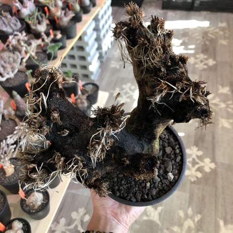 xerophyta  trichophylla《S size》※現地球発根済株※驚愕強靭株※限りなくweightはlow‼︎品種としこれでもかわいい小振りサイズ‼︎※mad black pot植え
