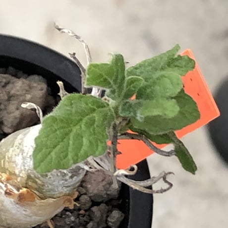 sesamothamnus rivae《小さめM size》※現地球株発根済※小振り現地球株は逆に珍しくその中でも株元太めの味深さも強く表皮のメクれが堪らない※mad black pot植え