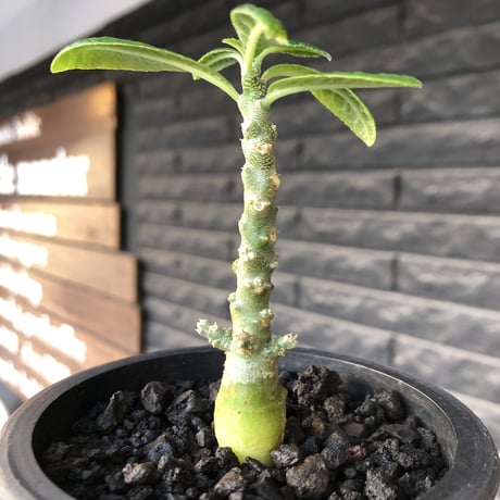 希少‼︎ dorstenia gigas《大きめS size》littmon seed🌱（実生株）※大変樹形バランス良き株元もぼってり樹形な選抜株‼︎※mad black pot植え