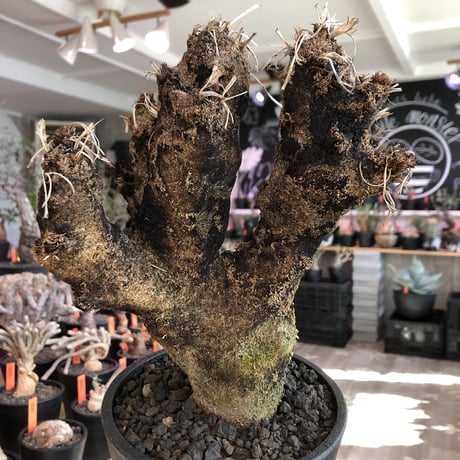 xerophyta  trichophylla《S size》※現地球発根済株※驚愕強靭株※限りなくweightはlow‼︎品種としこれでもかわいい小振りサイズ‼︎※mad black pot植え