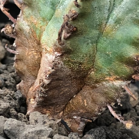 euphorbia horrida alba × valida《大きめS size》※現地球株発根済※両者の良さが相まった現地自然交配による激レア渾身の一株※black bowl pot植え