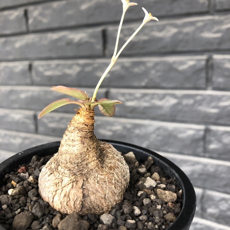 euphorbia primulifolia《大きめM size》※現地球株発根済※丸み強くぼってり樹形の愛くるしさ満点で特に開花時は肌感とのギャップも堪らない※black bowl pot植え