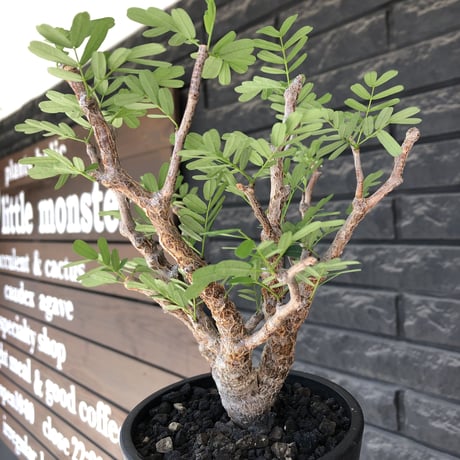 senna  meridionalis《大きめM size》※現地球株発根済※枝振りバランスも最高な一株となり幹のボコボコも強きオススメな一株‼︎※mad black pot植え