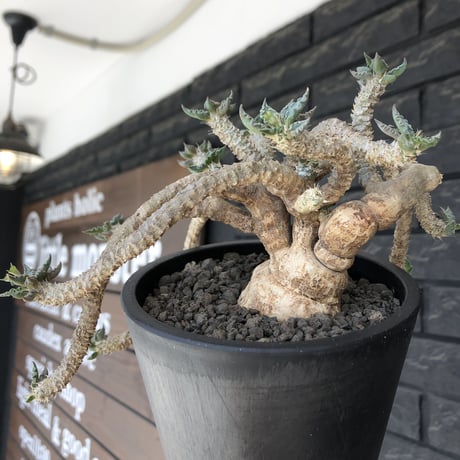 euphorbia tulearensis《 LL size》※現地球発根後店主国内管理5年株※驚愕‼︎bigサイズ‼︎希少性No.1塊根ユーフォルビア‼︎※mad black pot植え