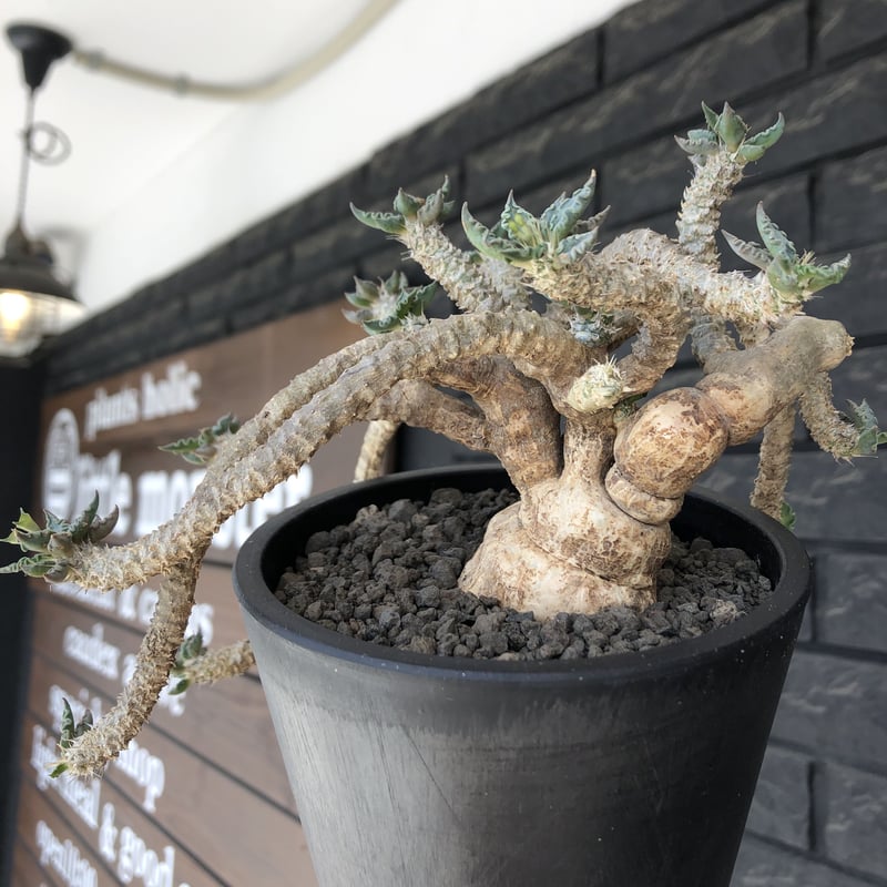 euphorbia tulearensis《 LL size》※現地球発根後店主国内管理5 euphorbia tulearensis《 LL size》※現地球発根後店主国内管理5