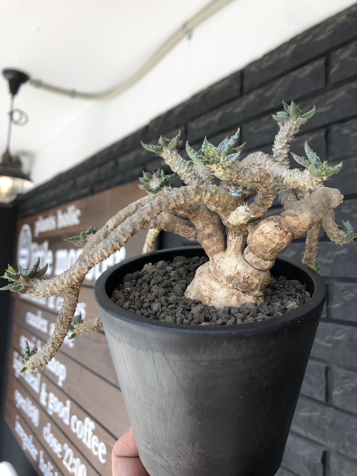 euphorbia tulearensis《 LL size》※現地球発根後店主国内管理5