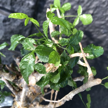 commiphora   humbertii《 M  size》※発根芽吹き済み株‼︎ ※wildな一際異彩を放つ大変綺麗な美株フンベルティー‼︎※mad black pot植え