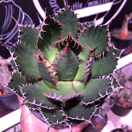 agave    horrida