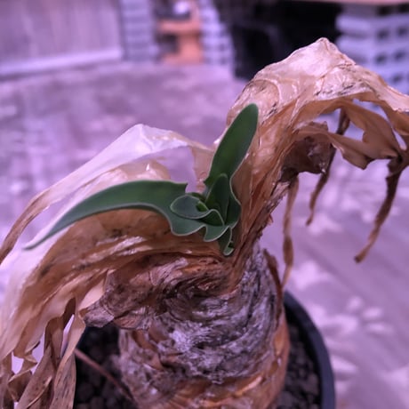 boophane   disticha  var.陽炎type‼︎《M size》※陽炎さがしっかり出てるcontrast抜群な一株‼︎mad black pot植え