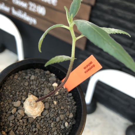 dorstenia   psilurus《大きめS size》激希少種※現地球発根後店主国内管理1年株※中々手に入らない現地球株レア物※mad black pot植え