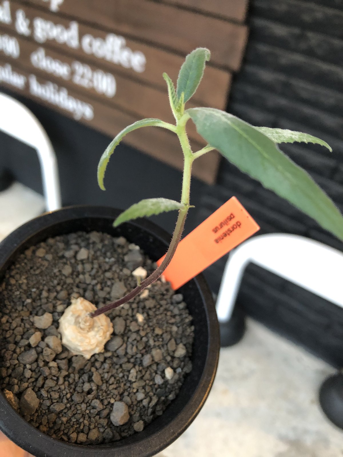 dorstenia psilurus《大きめS size》激希少種※現地球発根後店主国内管...