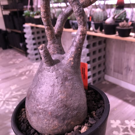 packypodium  gracilius《L size》※現地球発根済株‼︎※でっぷり株元に一本捻くれ枝が可愛いbalance良きグラキ※mad black pot植え