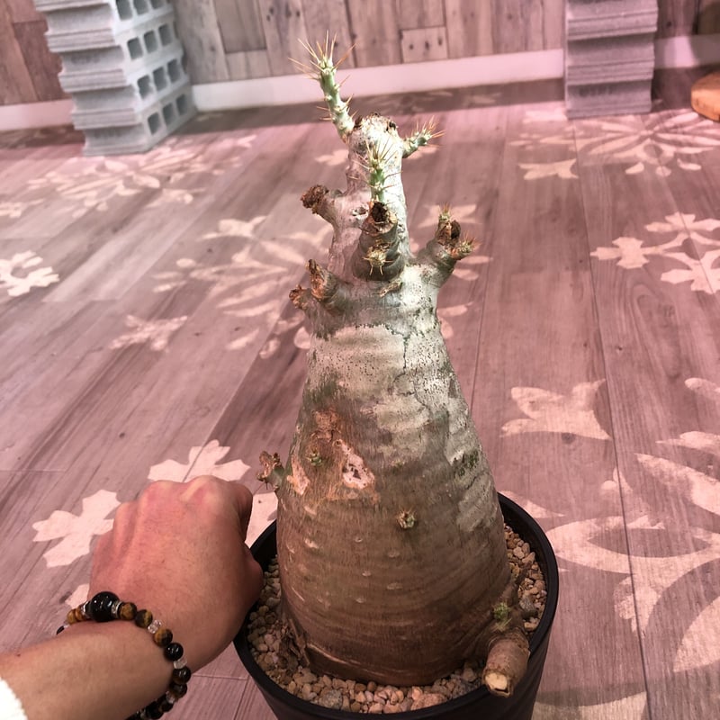 packypodium saundersii（L size）※現地球発根済み株‼︎ ※