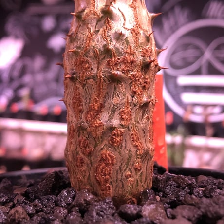 pachypodium  windsori i× baronii  《M size》希少※現地実生発根済株※成長楽しみな双方の良さが活きた将来有望株※mad black pot植え
