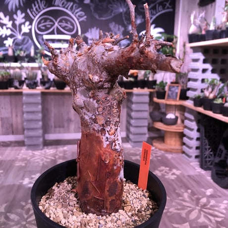 commiphora   orbicularis《 M  size》発根済み株！剪定済み‼︎※balance良きコミフォラ希少種‼︎赤肌オルビクラリス‼︎※激オススメ株‼︎※限定2株‼︎
